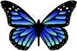 Butterfly Graphic - Bad Example