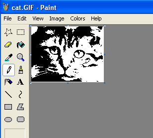 Cropped Cat Photo in MS Paint