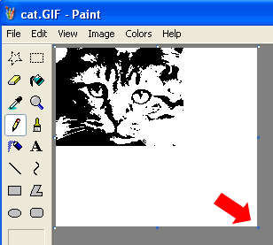 Cat Photo in MS Paint Indicating Cropping Handle